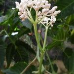 Syzygium borbonicum Cvet