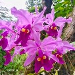 Cattleya warscewicziiFloro