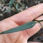 Atriplex patula Leaf