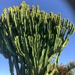 Euphorbia murielii Leaf