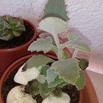 Kalanchoe millotii Leaf