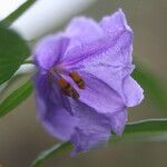 Solanum nudum Flower