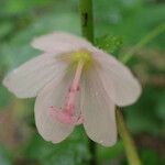 Pavonia columella 花