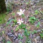 Sabatia angularis Foglia