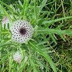 Cirsium eriophorumЦветок