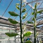 Euphorbia tithymaloides Fulla