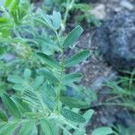 Vicia lens Hoja