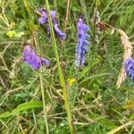 Vicia cracca অভ্যাস