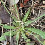 Hypochaeris glabra Leaf