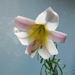 Lilium regale 花