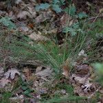 Festuca paniculata Hoja