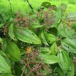 Miconia affinis Агульны выгляд