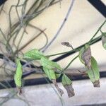 Jasminum beesianum Blad