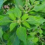 Ocimum gratissimum Blad