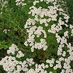 Tanacetum parthenium 整株植物