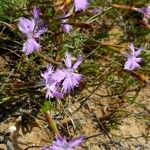 Dianthus gallicus Autre