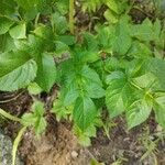 Aralia hispida Folha