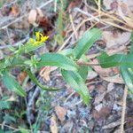 Solidago fistulosa عادت داشتن