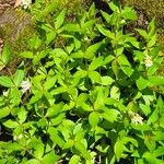 Asperula taurina Hábito