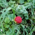 Potentilla indica ফল