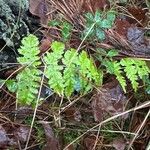 Dryopteris carthusiana Lapas