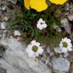 Achillea barrelieri 花