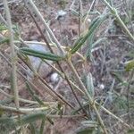 Helianthemum apenninum Leaf