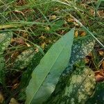 Pulmonaria longifolia Blad