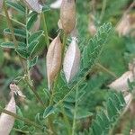 Astragalus penduliflorus ഇല