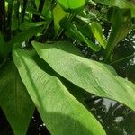 Thalia geniculata Leaf