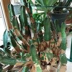 Euphorbia resinifera Habit