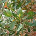 Eucalyptus lehmannii Leaf