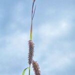 Carex brizoides Kvet