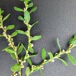 Polygonum arenastrum 叶