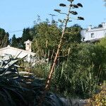 Agave sisalana 整株植物