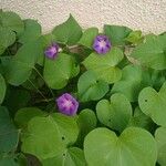 Ipomoea purpurea Habitus