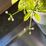 Galium triflorum Фрукт