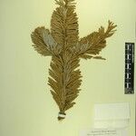 Abies spectabilis Leaf