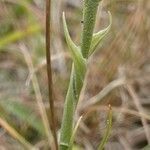 Spiranthes spiralis Rinde