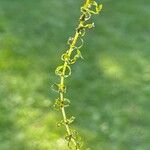 Elodea nuttallii Hoja