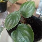 Peperomia argyreiaFrunză