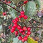 Sorbus mougeotii Gyümölcs