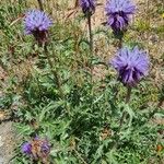 Carthamus caeruleus 花