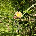 Sida spinosa Λουλούδι