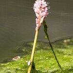 Persicaria amphibia Virág
