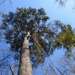 Pinus glabra Агульны выгляд