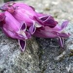 Dicentra formosa 花