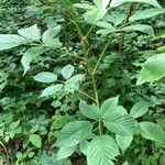 Rubus macrophyllus Blad