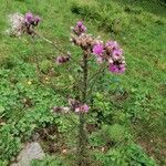 Cirsium palustre Floro