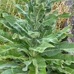 Verbascum speciosum Folha